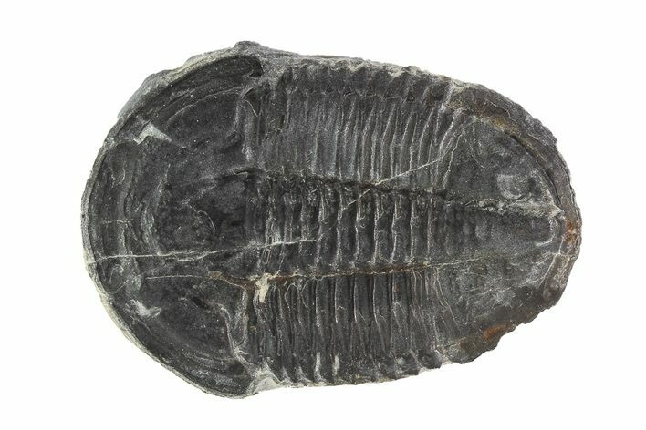 Asaphiscus Trilobite On Calcite Wafer - Utah #91886